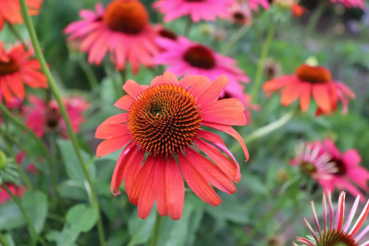 Staude Echinacea purpurea 'Cheyenne Spirit' von Stauden Gänge, mit großen, pinken Blüten und grünen Blättern.