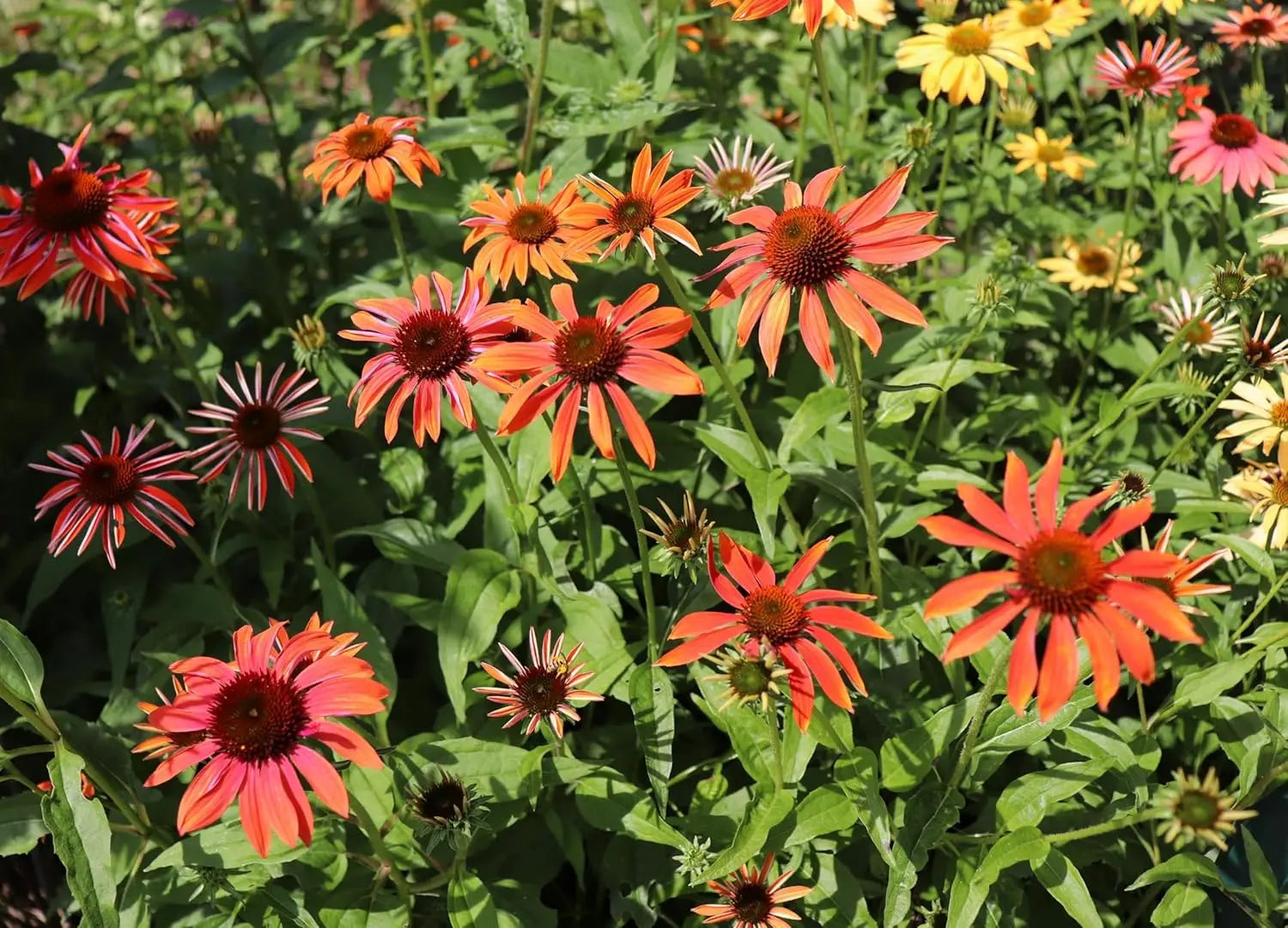 Staude Echinacea purpurea 'Cheyenne Spirit' von Stauden Gänge mit pinken Blüten und grünen Blättern, Nahaufnahme.
