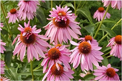 Mehrere pinkfarbene Blüten der Echinacea purpurea ‚Double Decker‘ Staude von Stauden Gänge, mit grünen Blättern im Garten.