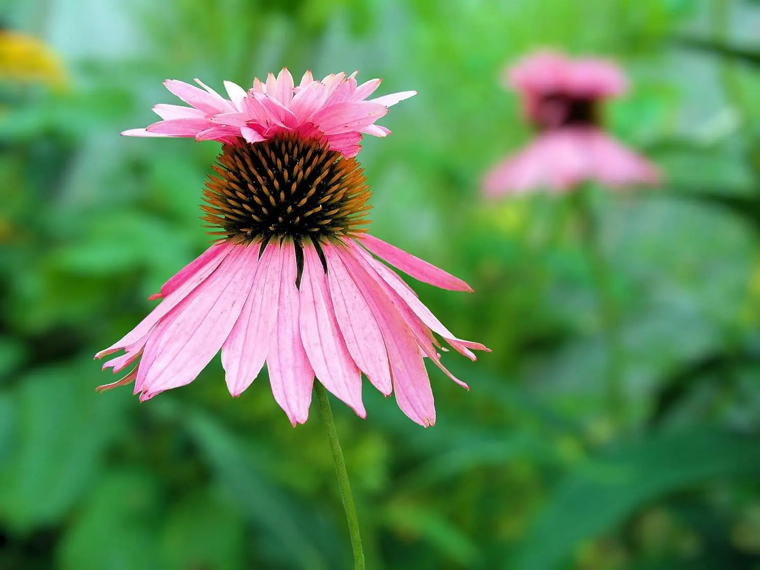 Mehrjährige Echinacea purpurea ‚Double Decker‘ Scheinsonnenhut Staude mit großen, doppelt gefüllten Blüten in lebendigen Farben.