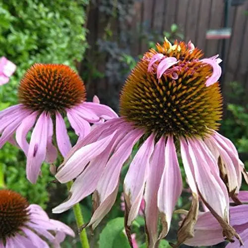 Mehrjährige Echinacea purpurea ‚Double Decker‘ Scheinsonnenhut, blühende Staude mit großen, zweifachen Blüten in bunten Farben.