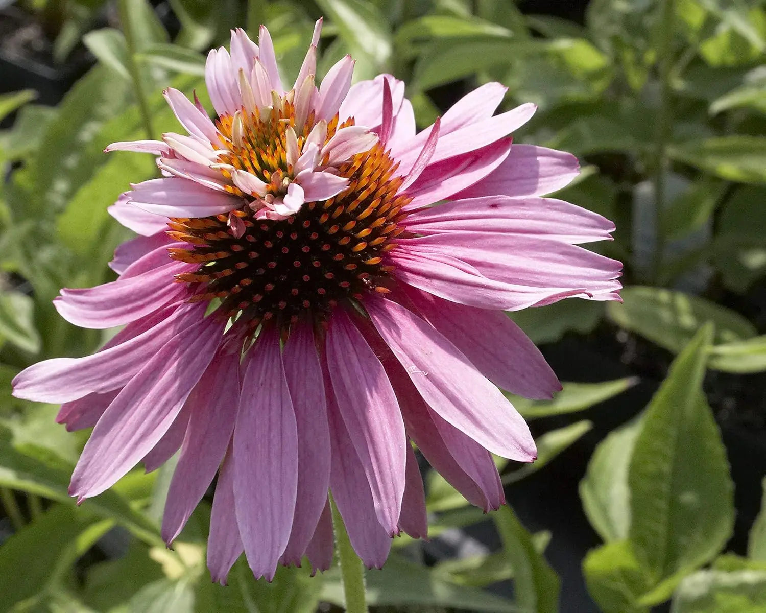 Mehrere blühende Echinacea purpurea ‚Double Decker‘ Scheinsonnenhut Staude mit violetten Blüten und grünen Blättern.