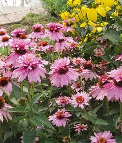 Mehrjährige Echinacea purpurea ‚Double Decker‘ Scheinsonnenhut in rosa mit mehreren Blütenköpfen, Stauden Gänge, Nahaufnahme