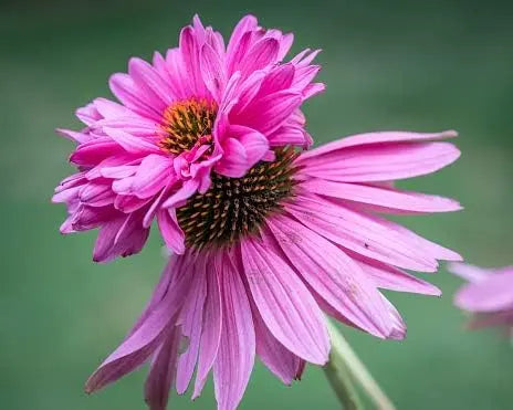 Mehrjährige Echinacea purpurea ‚Double Decker‘ Scheinsonnenhut Staude mit pinken Blüten und grünen Blättern, Stauden Gänge