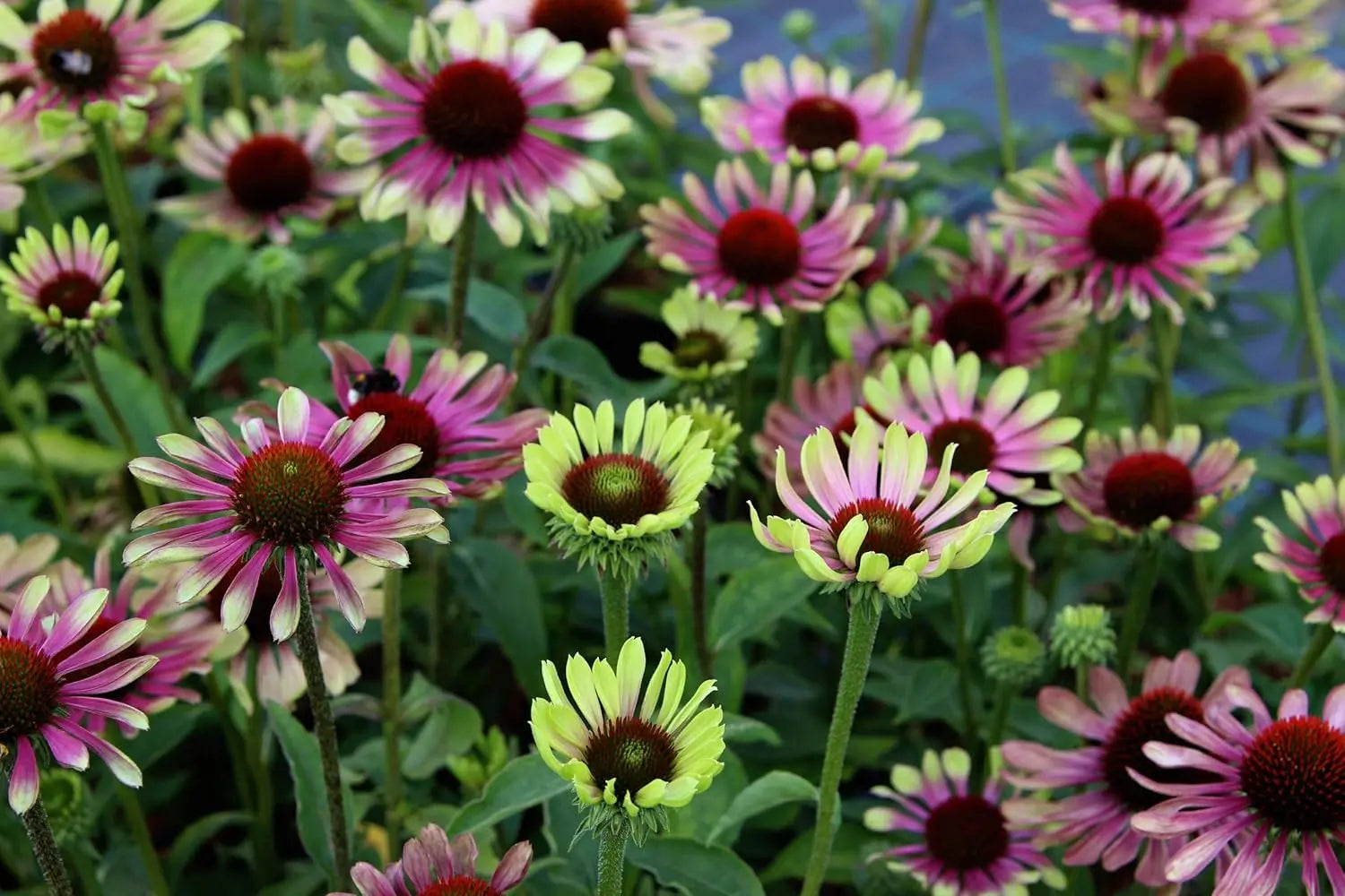 Bunte Echinacea purpurea 'Green Twister' Staude mit grünen Blüten, wächst im Garten, von Stauden Gänge.