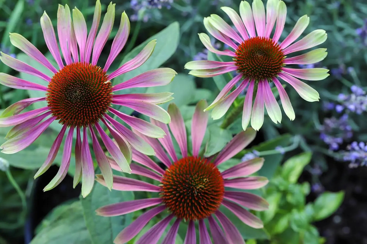Bunt blühende Echinacea purpurea 'Green Twister' Staude mit grünen Blättern und rosa Blüten, von Stauden Gänge.