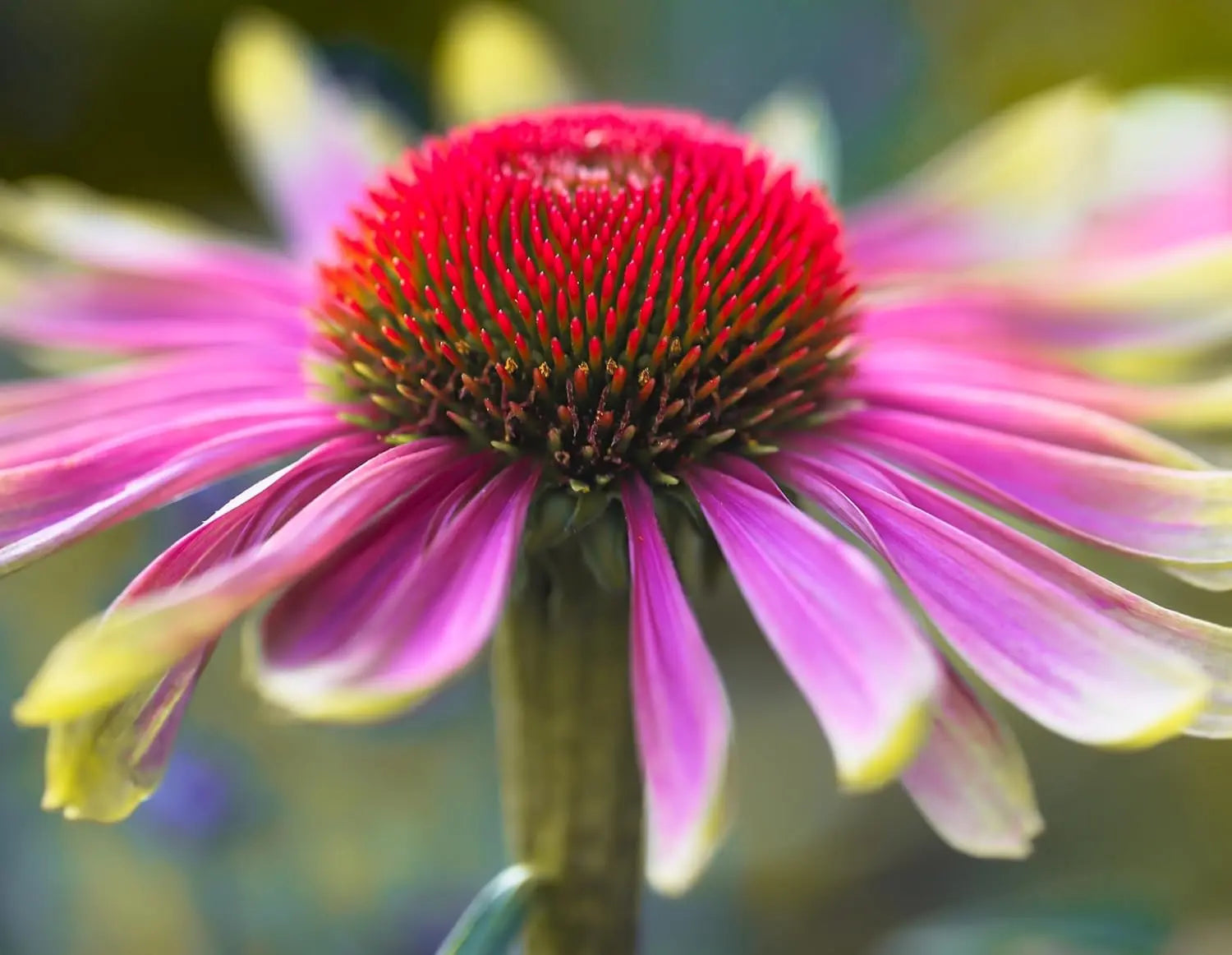 Echinacea purpurea 'Green Twister' Staude mit grünen Blüten und rosa Kelch bei Stauden Gänge.