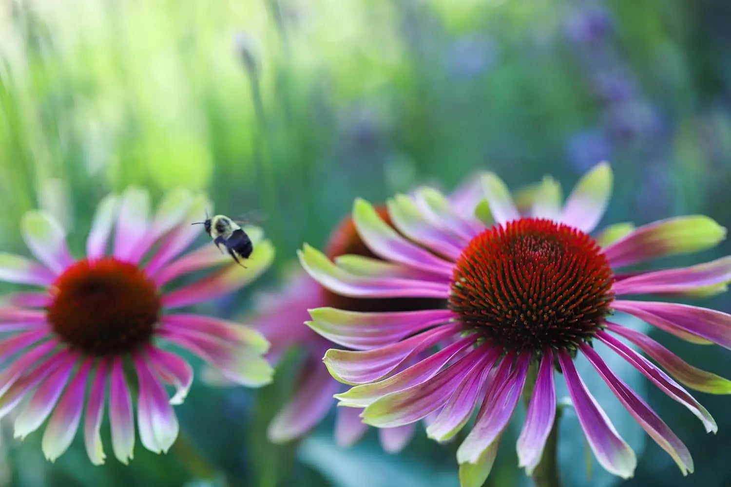 Echinacea purpurea 'Green Twister' Scheinsonnenhut Staude, blühende Staude mit grünen Blüten, von Stauden Gänge.