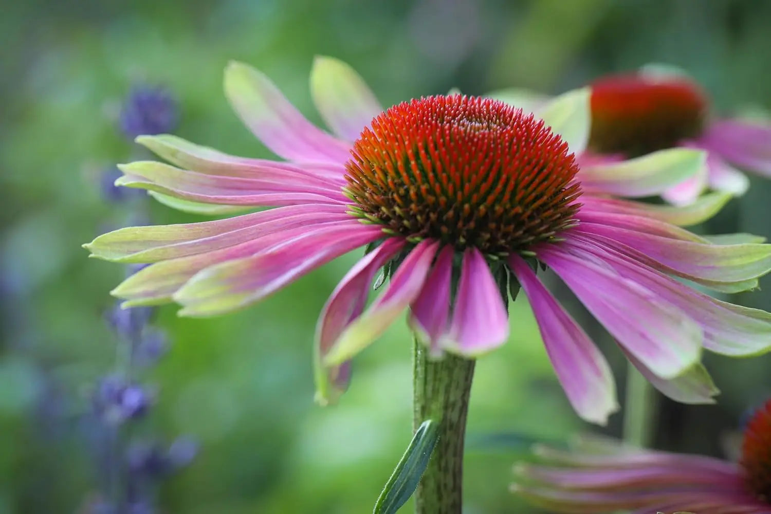 Echinacea purpurea 'Green Twister', Scheinsonnenhut Staude mit grünen Blüten, von Stauden Gänge auf blühendem Garten.