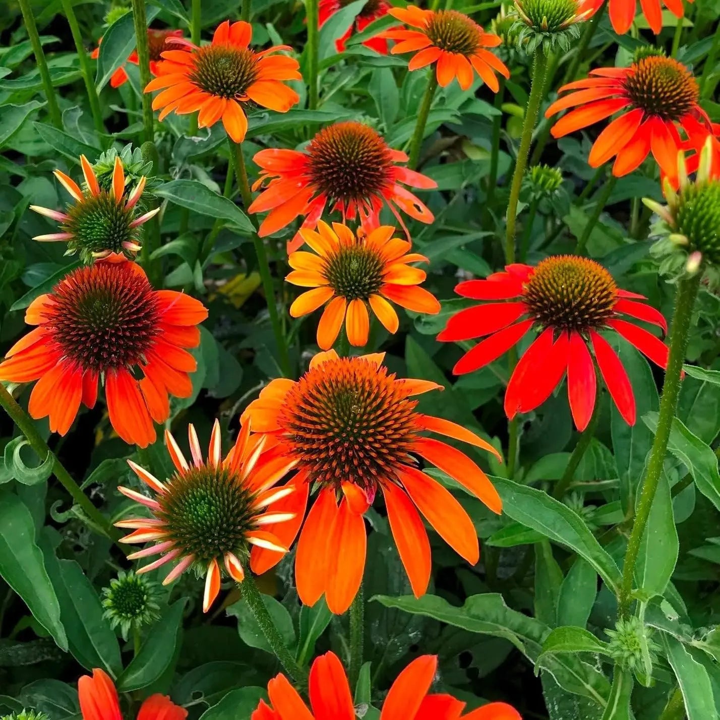 Echinacea purpurea ‚Lakota Orange’ Scheinsonnenhut, Stauden Gänge, blühende Staude mit orangefarbenen Blüten und grünen Blättern