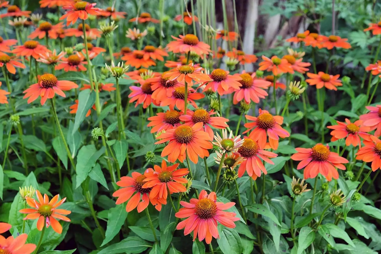 Bunte Echinacea purpurea ‚Lakota Orange‘ Staude mit orangefarbenen Blüten, Stauden Gänge, Scheinsonnenhut.
