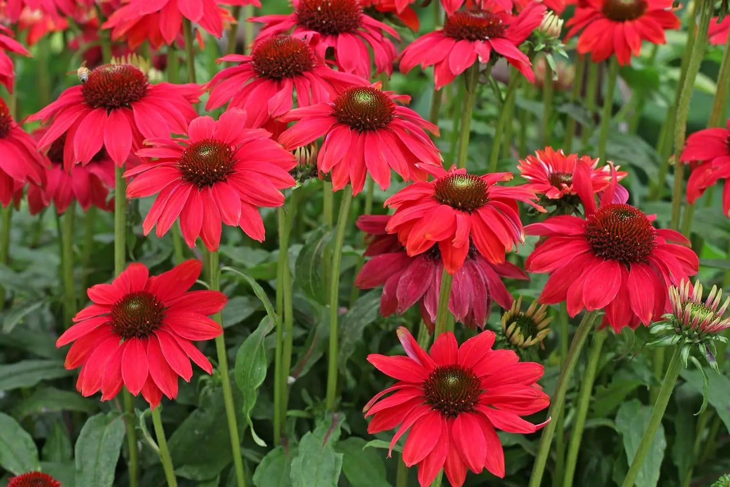 Echinacea purpurea ‚Lakota Red’ Scheinsonnenhut Staude mit roten Blüten und grünen Blättern, Stauden Gänge.