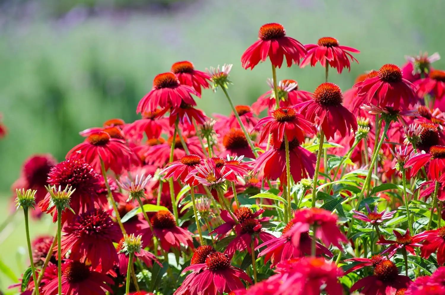 Echinacea purpurea ‚Lakota Red’ Staude mit roten Blüten und grünen Blättern, blüht im Garten, von Stauden Gänge.