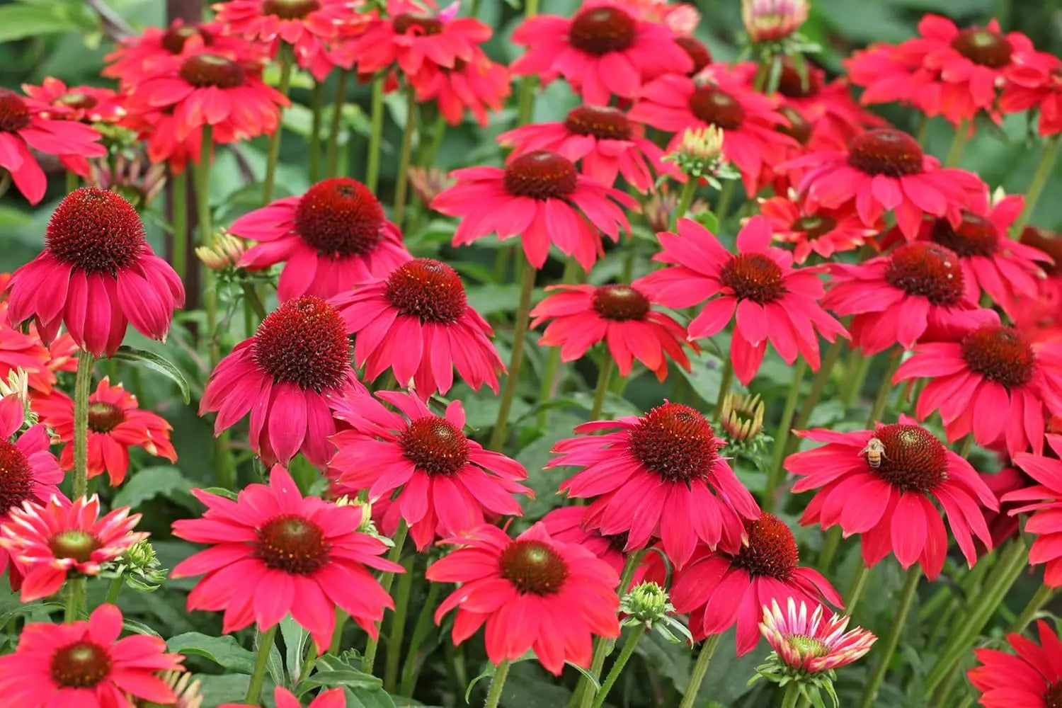 Echinacea purpurea ‚Lakota Red‘ Staude mit rosa Blüten und dunklem Zentrum, wächst auf einem Gartenbeet.