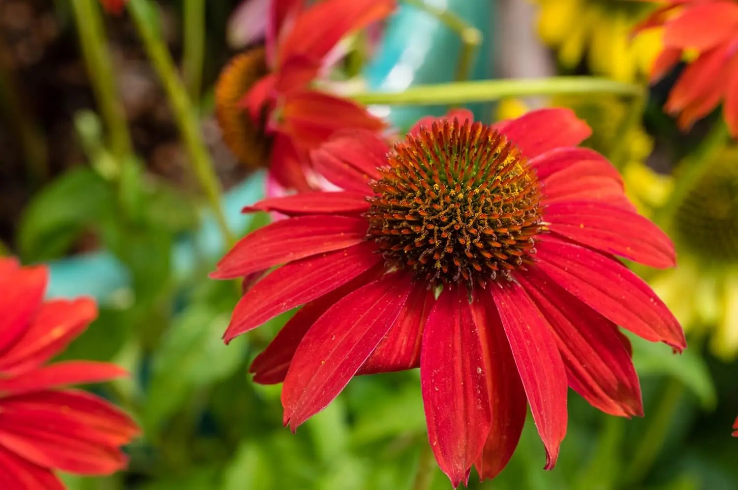 Echinacea purpurea ‚Lakota Red‘ Staude mit roten Blüten und grünen Blättern, Stauden Gänge, Scheinsonnenhut.