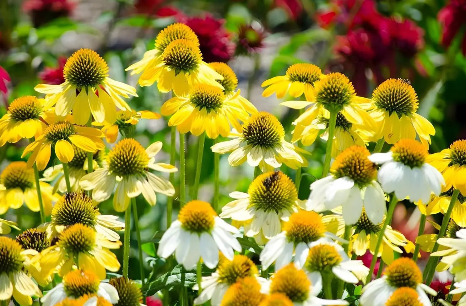 Echinacea purpurea 'Mellow Yellow' Scheinsonnenhut, Staude mit gelben Blüten und grünen Blättern, von Stauden Gänge