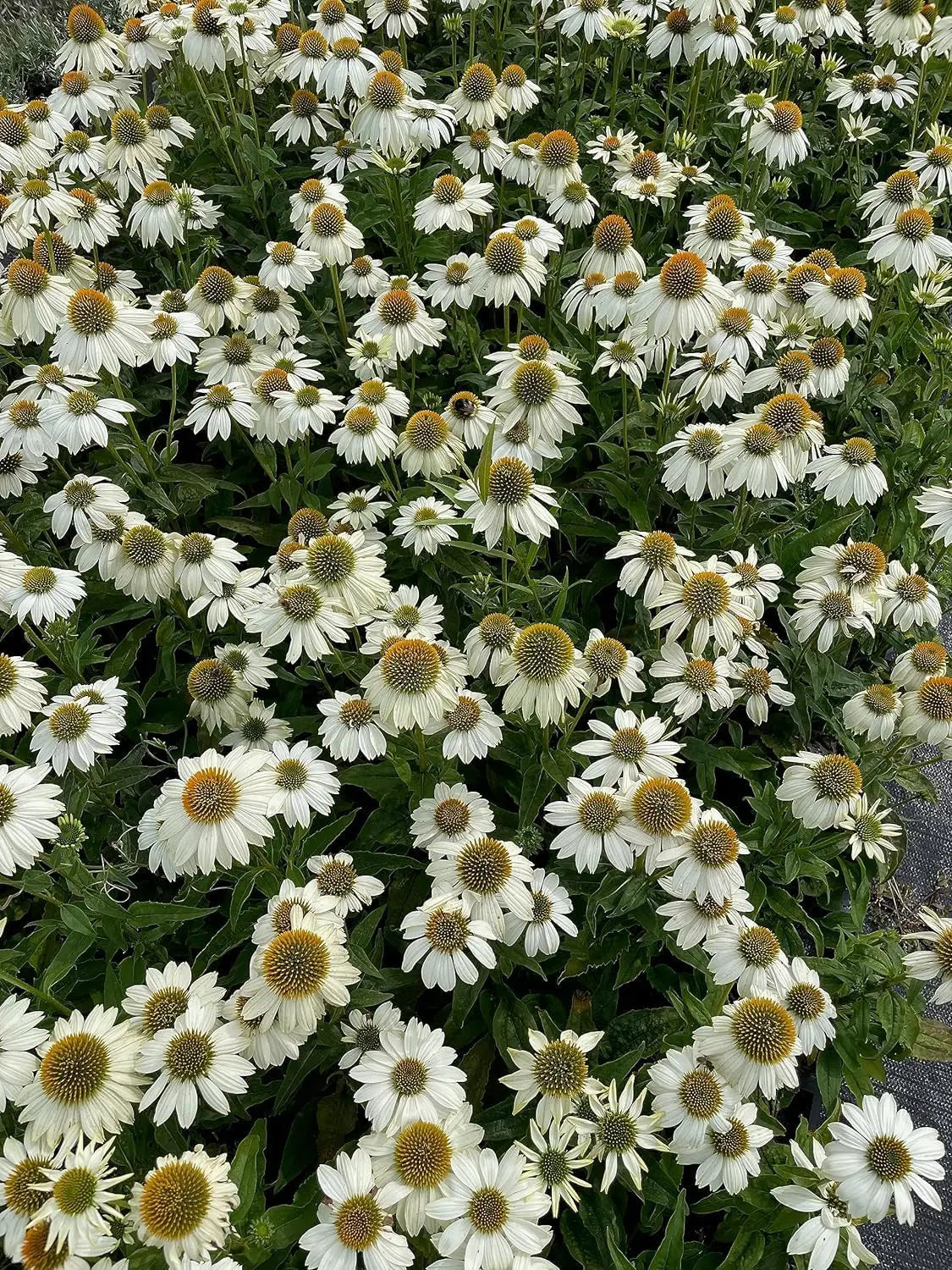 Weiße Echinacea purpurea 'PowWow White' Staude mit rosa Blüten und grünen Blättern, blühend im Garten.