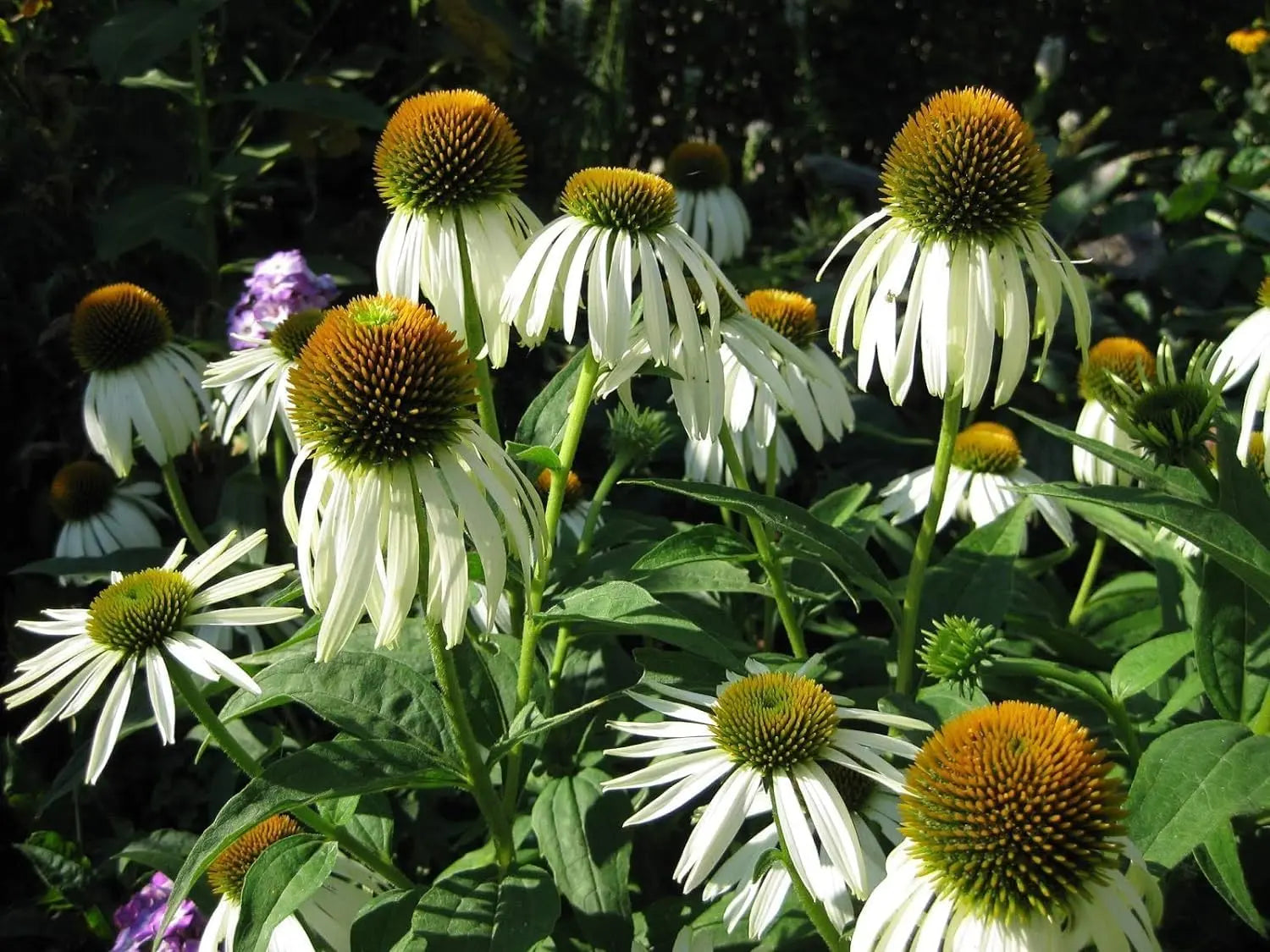 Weiße Echinacea purpurea 'PowWow White' Staude mit rosa Blüten und dunklem Zentrum, wächst auf einem Gartenbeet.