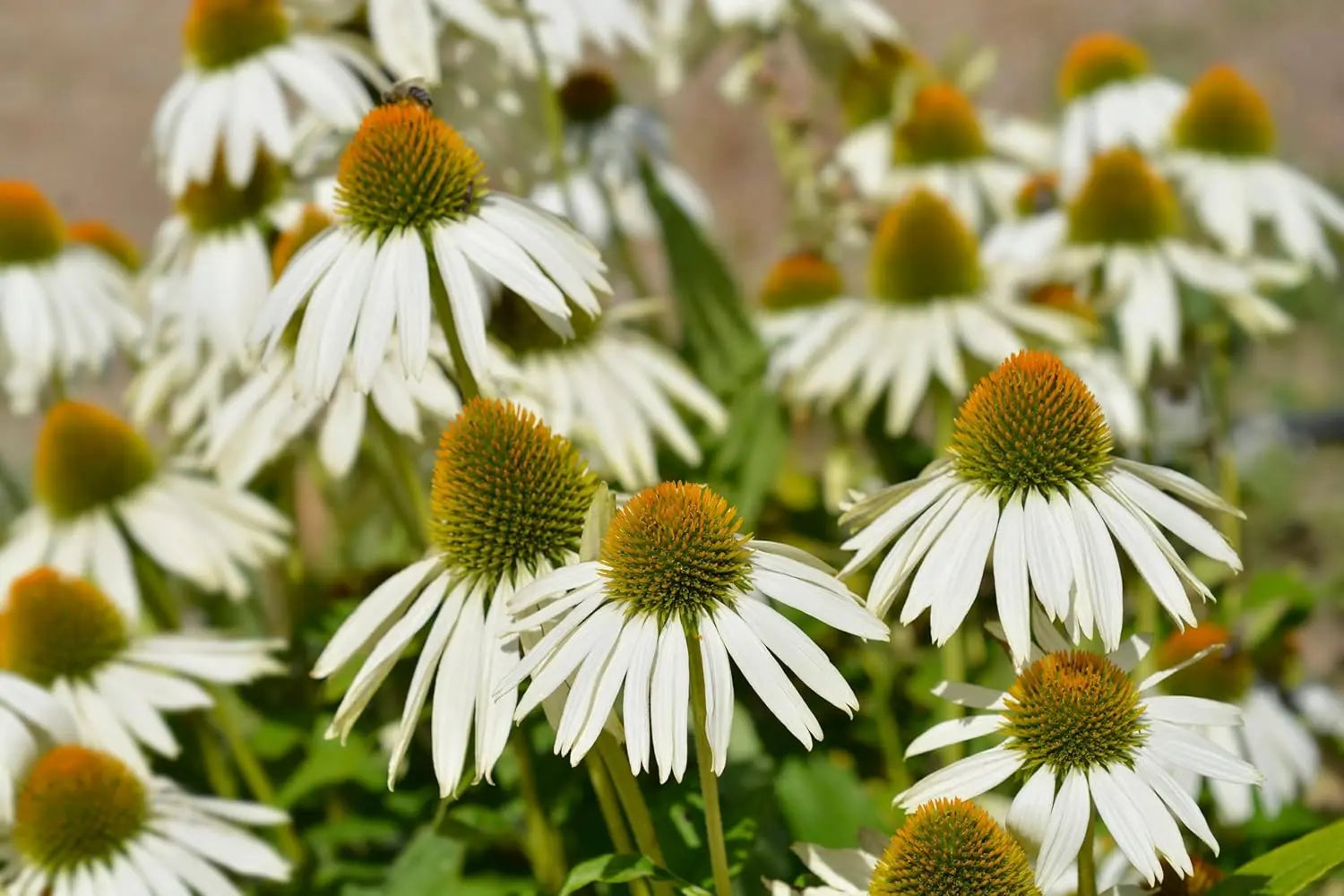 Weiße Echinacea purpurea 'PowWow White' Staude mit großen Blüten, Stauden Gänge, Scheinsonnenhut, blühende Staudenpflanze