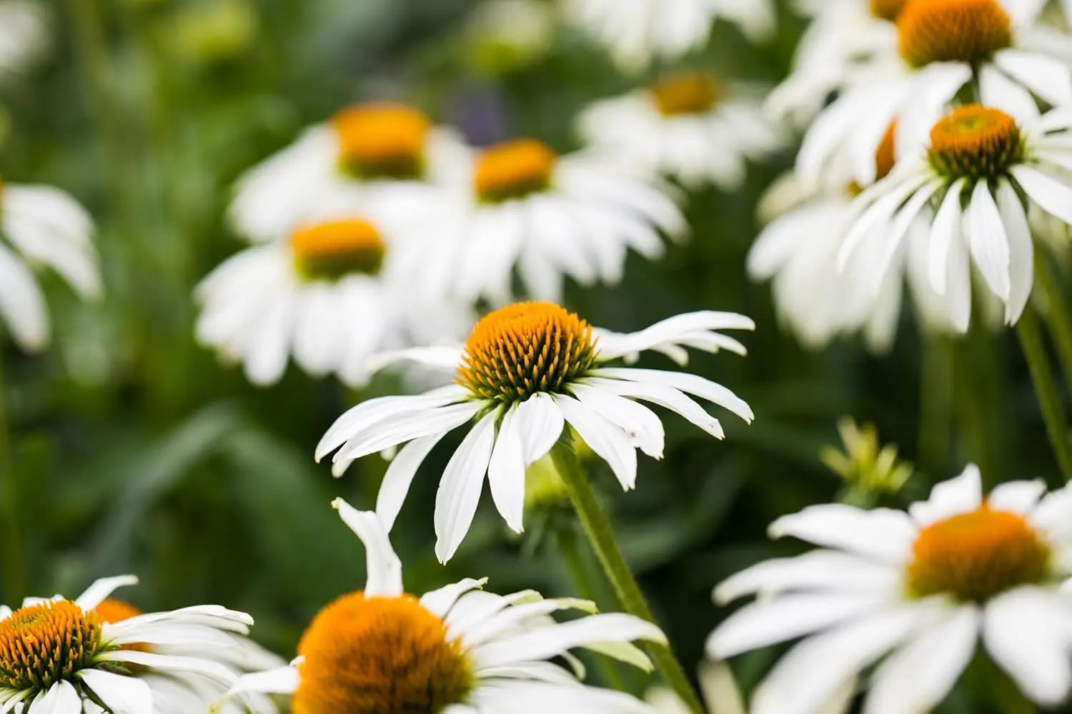 Echinacea purpurea 'PowWow White' Scheinsonnenhut, weiße Staude mit großen Blüten, im Garten fotografiert