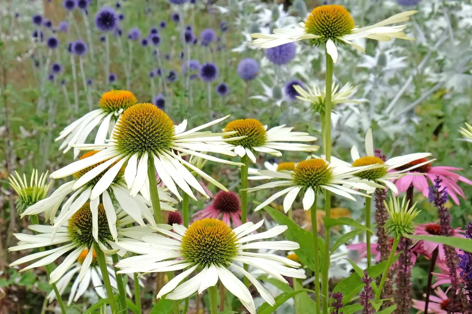 Weißer Scheinsonnenhut Echinacea purpurea 'PowWow White' als Staude in einem Garten, mit grünen Blättern und Blüte.