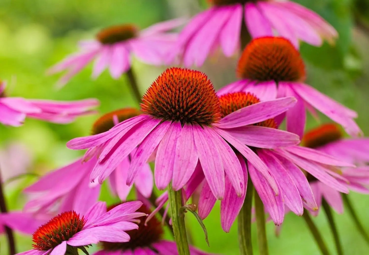 Echinacea purpurea 'PowWow Wild Berry' Staude mit auffälligen pinken Blüten, von Stauden Gänge, Scheinsonnenhut, Nahaufnahme