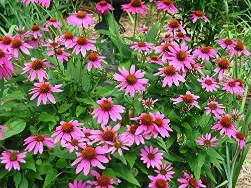 Echinacea purpurea 'PowWow Wild Berry' Scheinsonnenhut, Staude mit rosa Blüten und grünen Blättern, von Stauden Gänge
