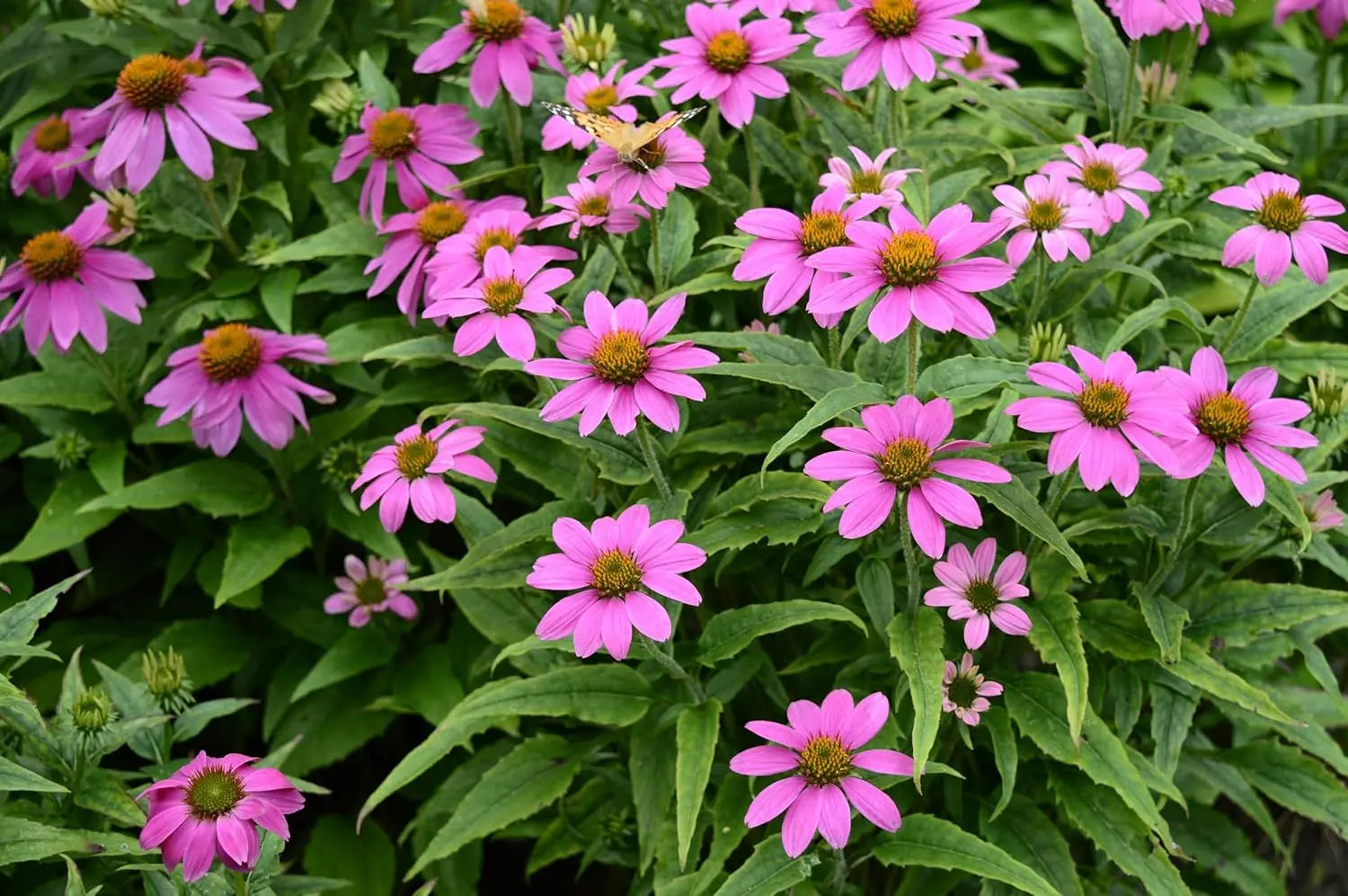 Bunte Echinacea purpurea 'PowWow Wild Berry' Staude mit pinken Blüten, im Garten bei Sonnenlicht, von Stauden Gänge.