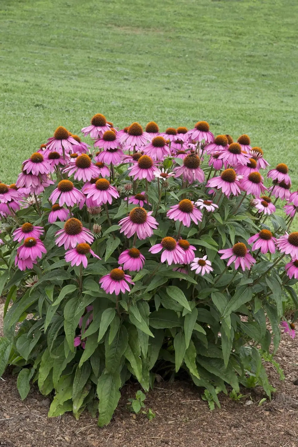 Echinacea purpurea 'PowWow Wild Berry', Scheinsonnenhut Staude, blühende lila Blumen, Stauden Gänge.