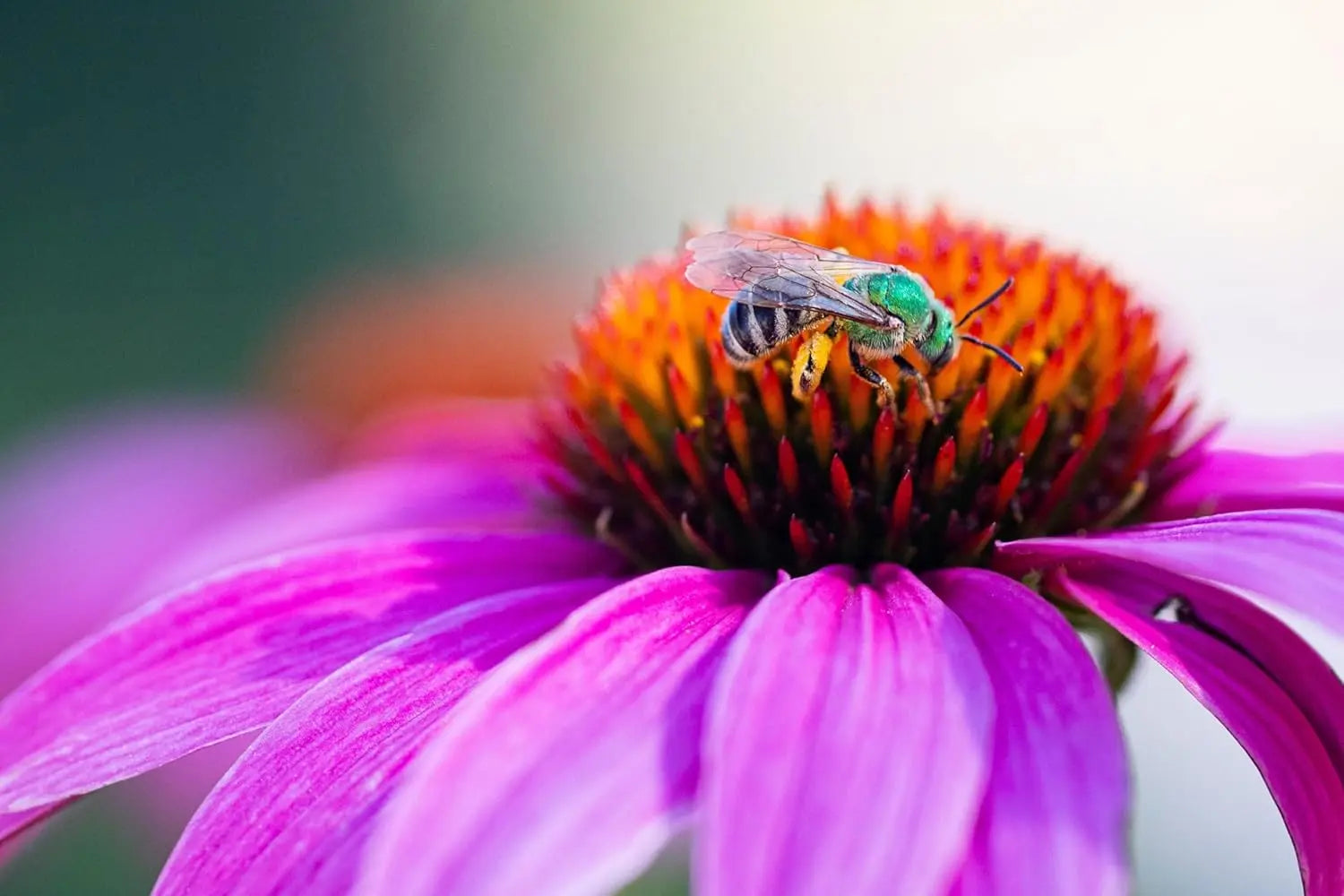 Echinacea purpurea 'PowWow Wild Berry', Scheinsonnenhut, Staude mit pinken Blüten und dunkelrotem Zentrum, von Stauden Gänge
