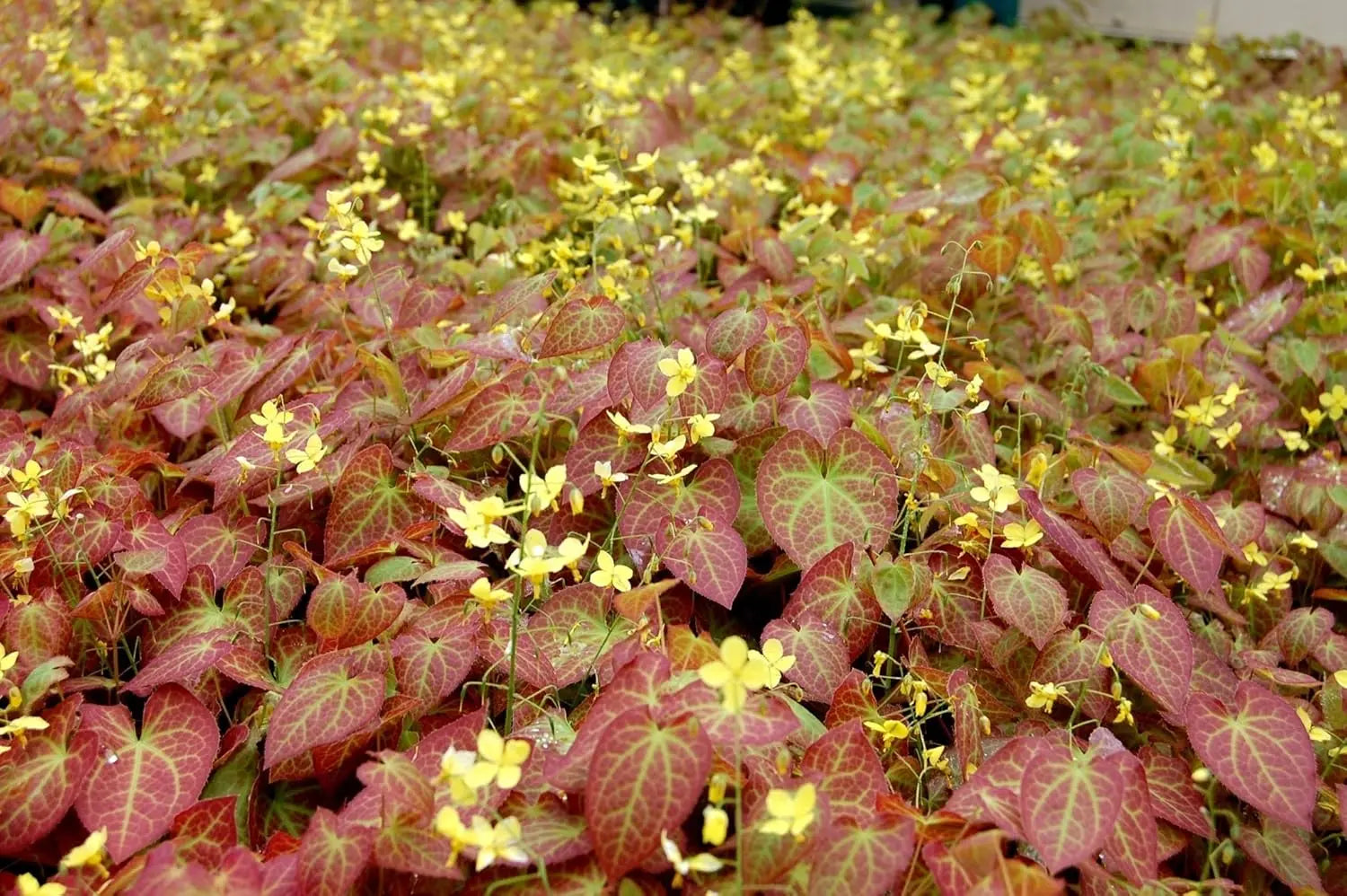 Epimedium perralchicum 'Frohnleiten' Elfenblume, Staude mit zarten grünen Blättern und filigranen Blüten, von Stauden Gänge.