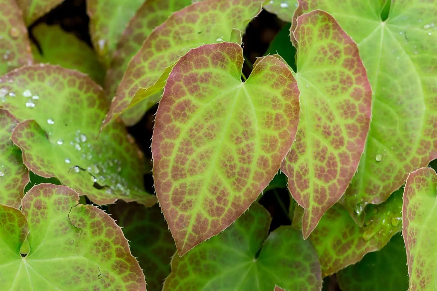 Epimedium perralchicum 'Frohnleiten' Elfenblume Staude, grüne Blätter und zarte Blüten, bei Stauden Gänge, natürliche Gartendekoration