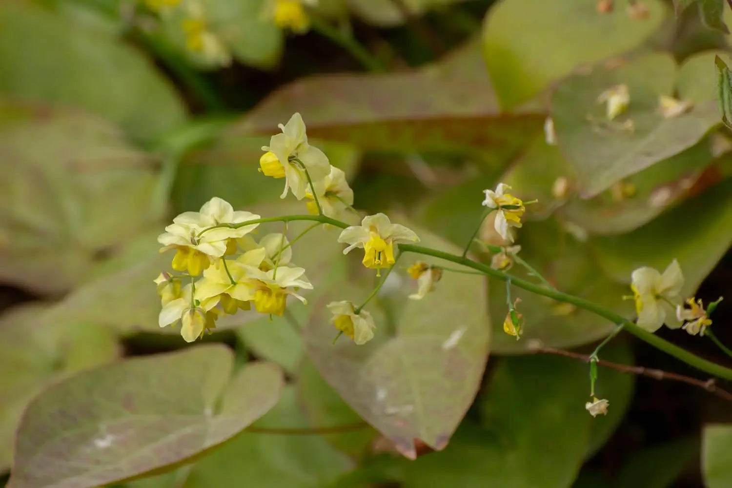 Epimedium perralchicum 'Frohnleiten' Elfenblume, Staude mit grünen Blättern und zarten Blüten, von Stauden Gänge.