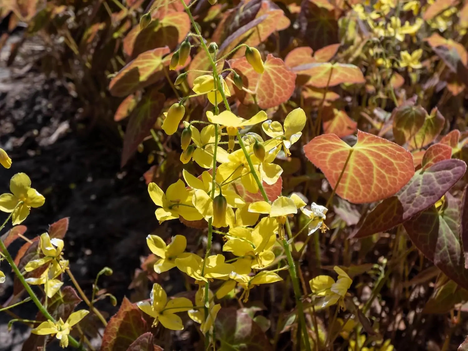 Epimedium perralchicum 'Frohnleiten', Elfenblume, Staude von Stauden Gänge mit grünen Blättern und zarten Blüten.