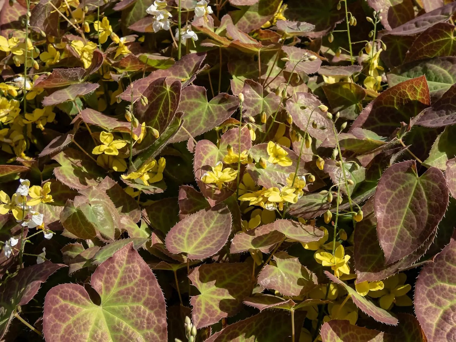 Epimedium perralchicum 'Frohnleiten', Elfenblume, Staude, grüne Blätter und zarte Blüten, Stauden Gänge, Gartendekoration