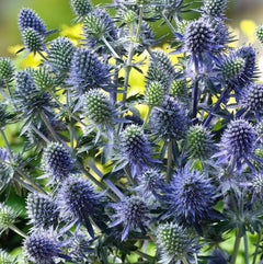 Eryngium planum 'Blue Hobbit' Edelblaudistel Staude mit blauen, dekorativen Blüten und silbrigem Laub, Stauden Gänge.