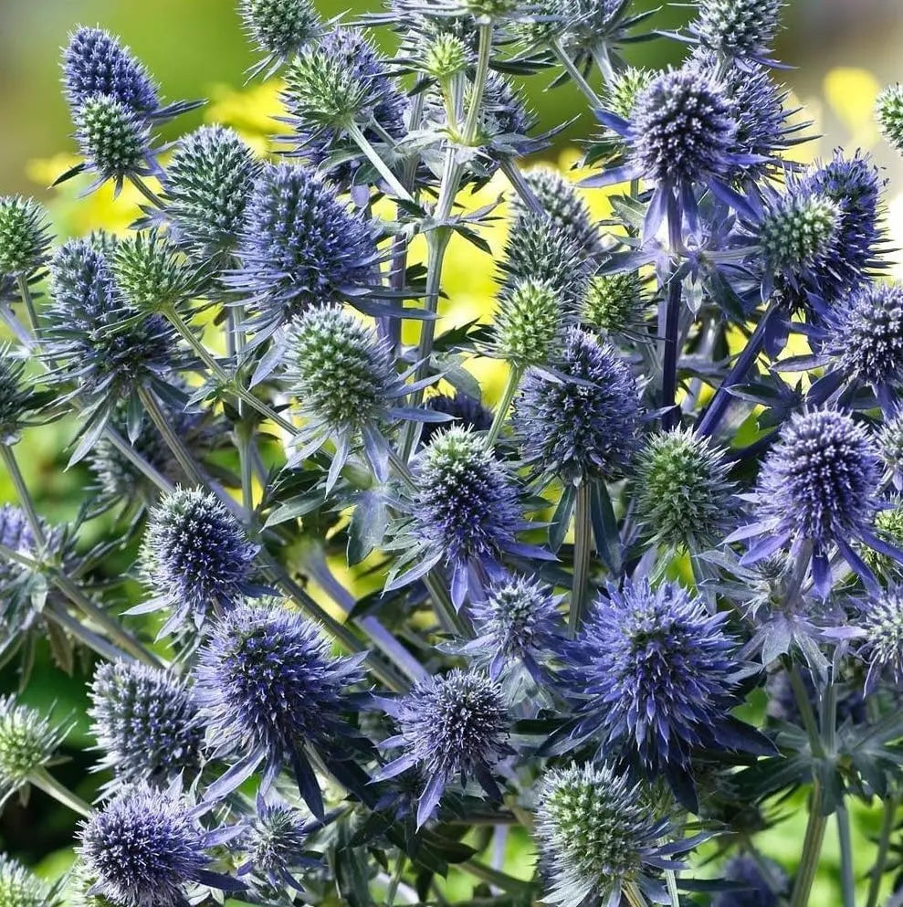 Eryngium planum 'Blue Hobbit' Edelblaudistel Staude mit blauen, dekorativen Blüten und silbrigem Laub, Stauden Gänge.