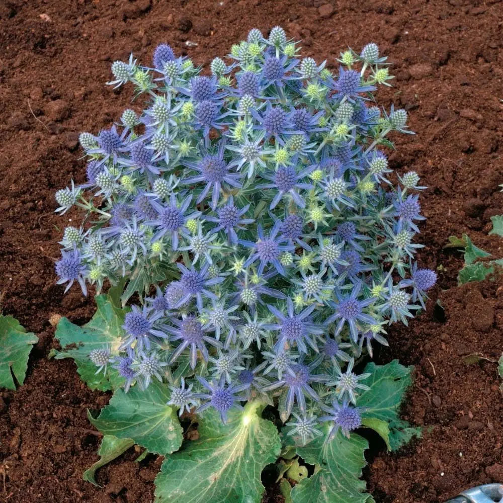 Eryngium planum 'Blue Hobbit', Edelblaudistel, Staude mit blauen, spitzen Blättern und auffälligen Blütenständen, von Stauden Gänge