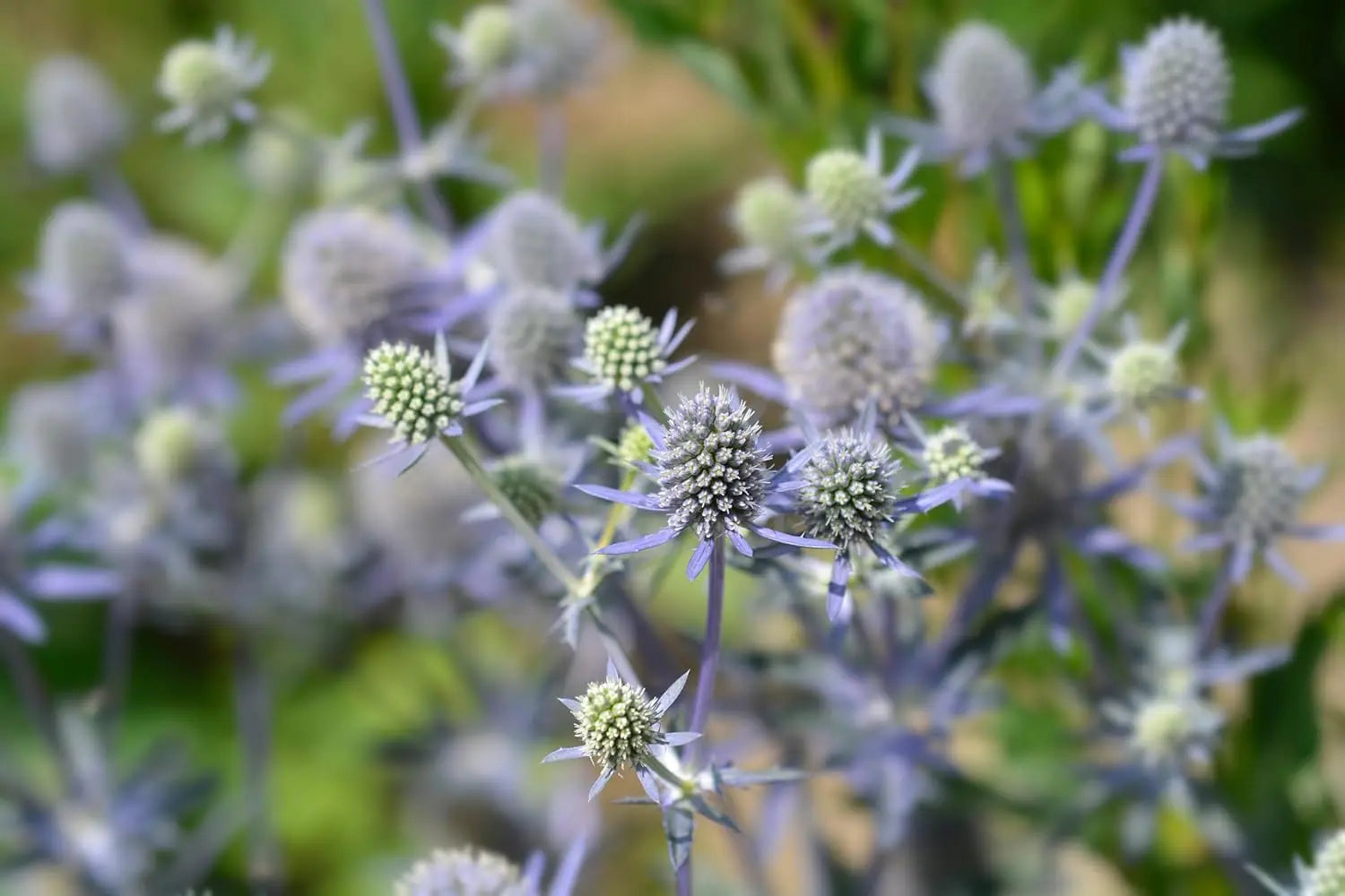 Eryngium planum 'Blue Hobbit', Edelblaudistel, Staude mit silbergrauen Blättern und blauen Blüten, von Stauden Gänge