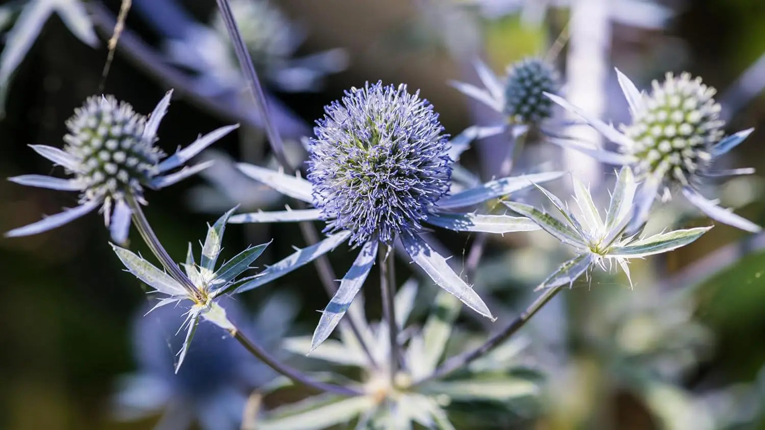 Eryngium planum 'Blue Hobbit', blaue Staude mit spitzen Blättern und auffälligen Blüten, von Stauden Gänge.
