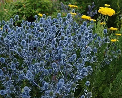 Eryngium planum 'Blue Hobbit' Edelblaudistel Staude von Stauden Gänge mit silbrig-blauen Blättern und auffälligen Blütenständen