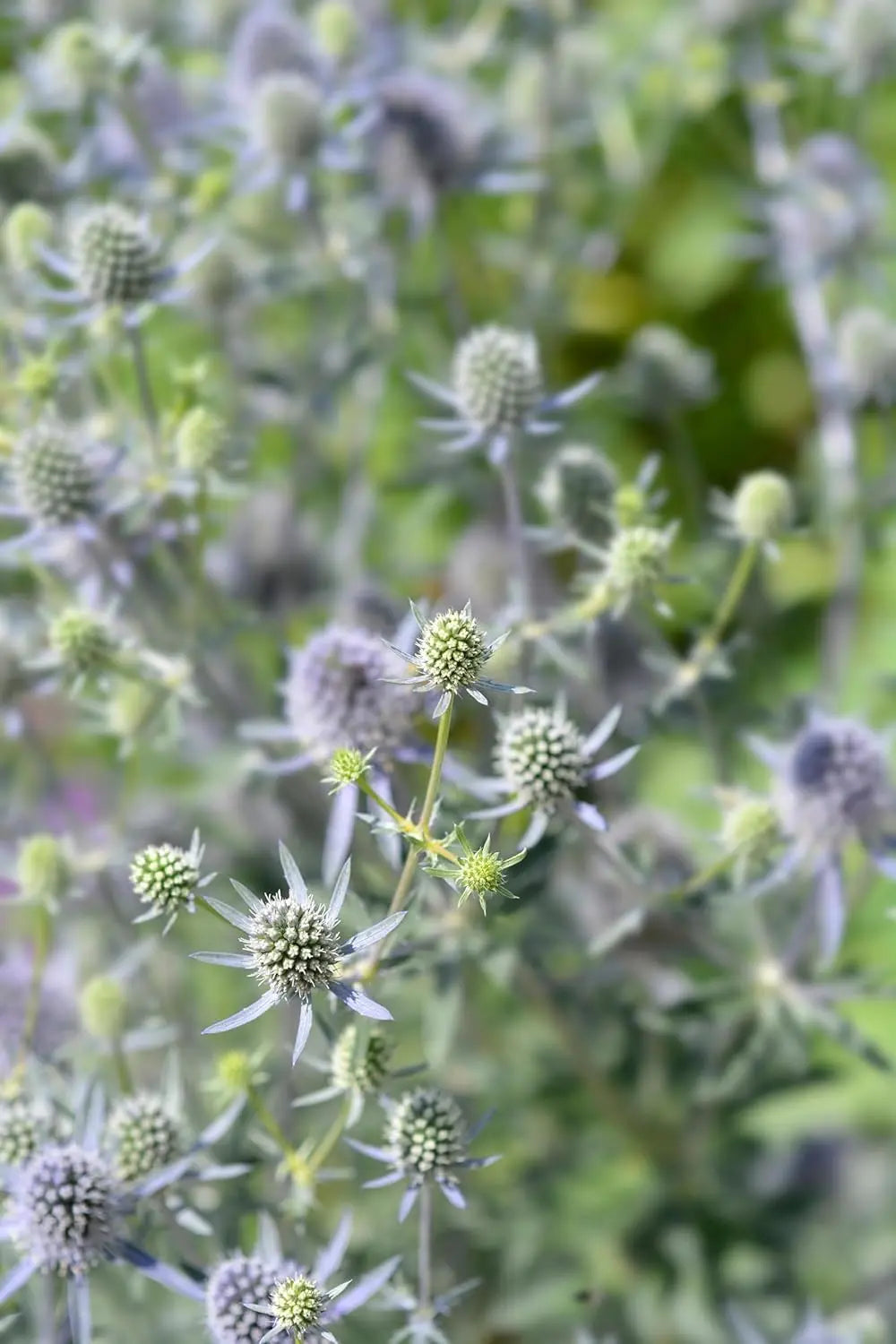 Eryngium planum 'Blue Hobbit', Edelblaudistel, Staude mit blauen, auffälligen Blüten und silbrig-grünen Blättern.