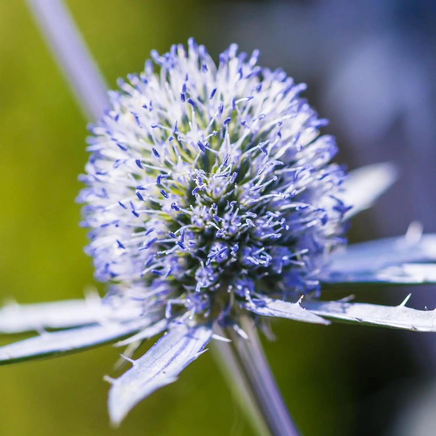 Eryngium planum 'Blue Hobbit', Edelblaudistel, Staude mit silbernen Blättern und blauen Blüten, von Stauden Gänge