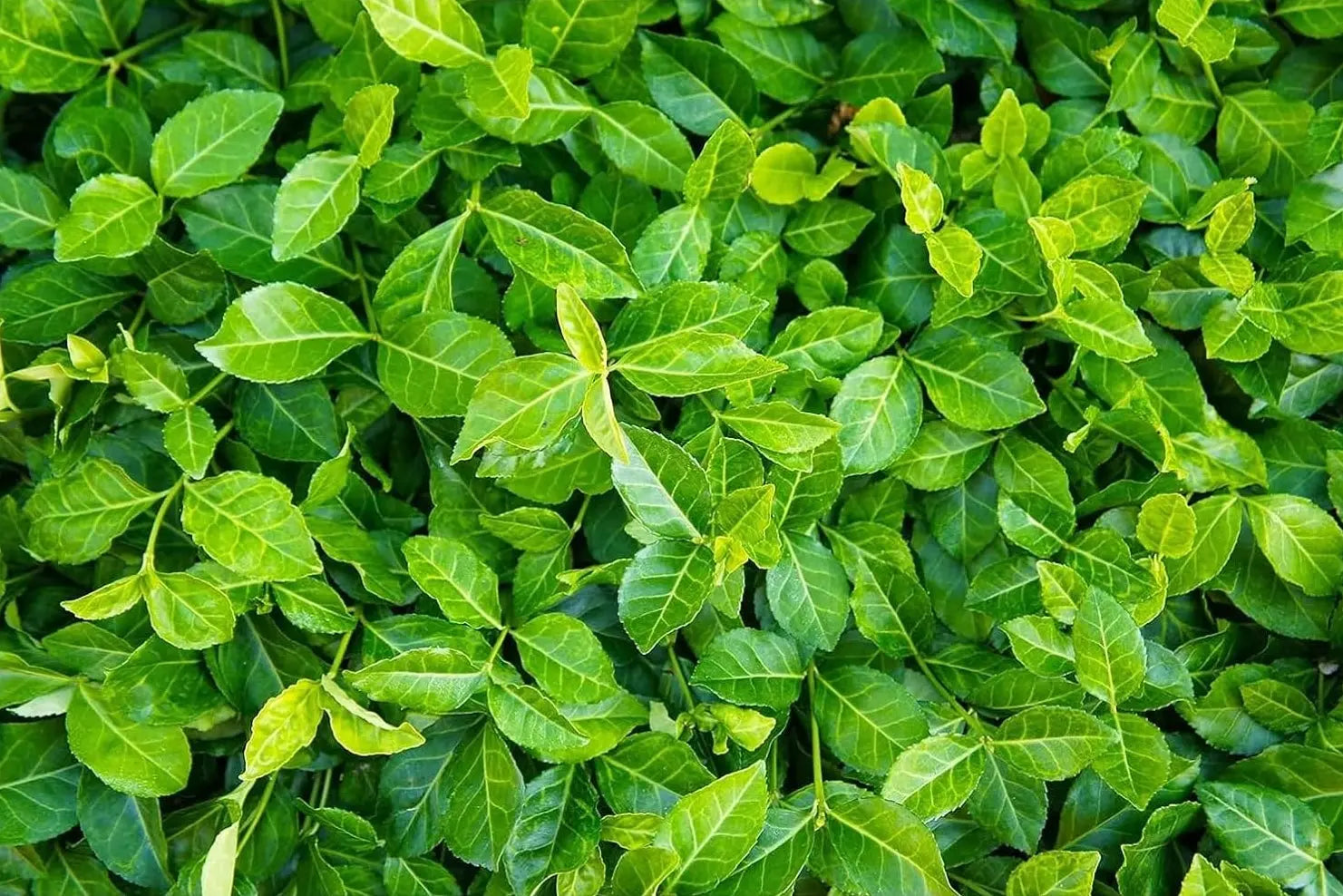Euonymus fortunei 'Coloratus', Purpur-Kriechspindel, Staude mit rötlich gefärbtem Laub, in Gartenumgebung, von Stauden Gänge