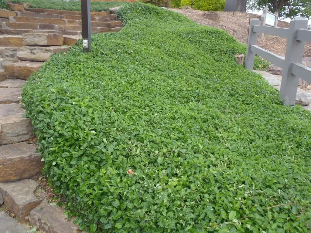 Euonymus fortunei 'Coloratus' - Purpur-Kriechspindel, dicht wachsende Staude mit purpurfarbenen Blättern, von Stauden Gänge.