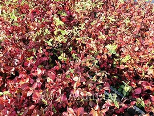 Euonymus fortunei 'Coloratus', Purpur-Kriechspindel, Staude, mit dunkelroten Blättern, bei Stauden Gänge.