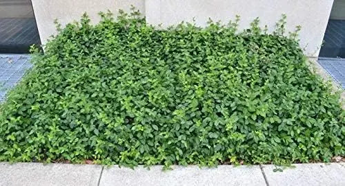 Euonymus fortunei 'Coloratus', Purpur-Kriechspindel, Staude mit dunkelroten Blättern, im Garten bei Stauden Gänge.
