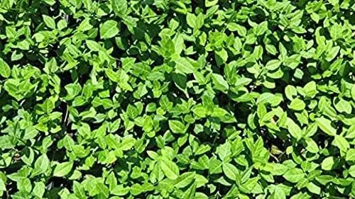Euonymus fortunei 'Coloratus', Purpur-Kriechspindel, Staude mit bunt gefärbten Blättern, im Garten als Bodendecker wachsend