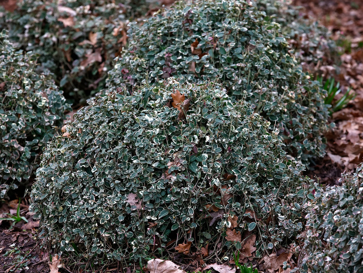 Euonymus fortunei 'Emerald'n Gaiety' – Weißbunte Kriechspindel, Staude mit grün-weißem Laub, ideal für Gartenbegrünung