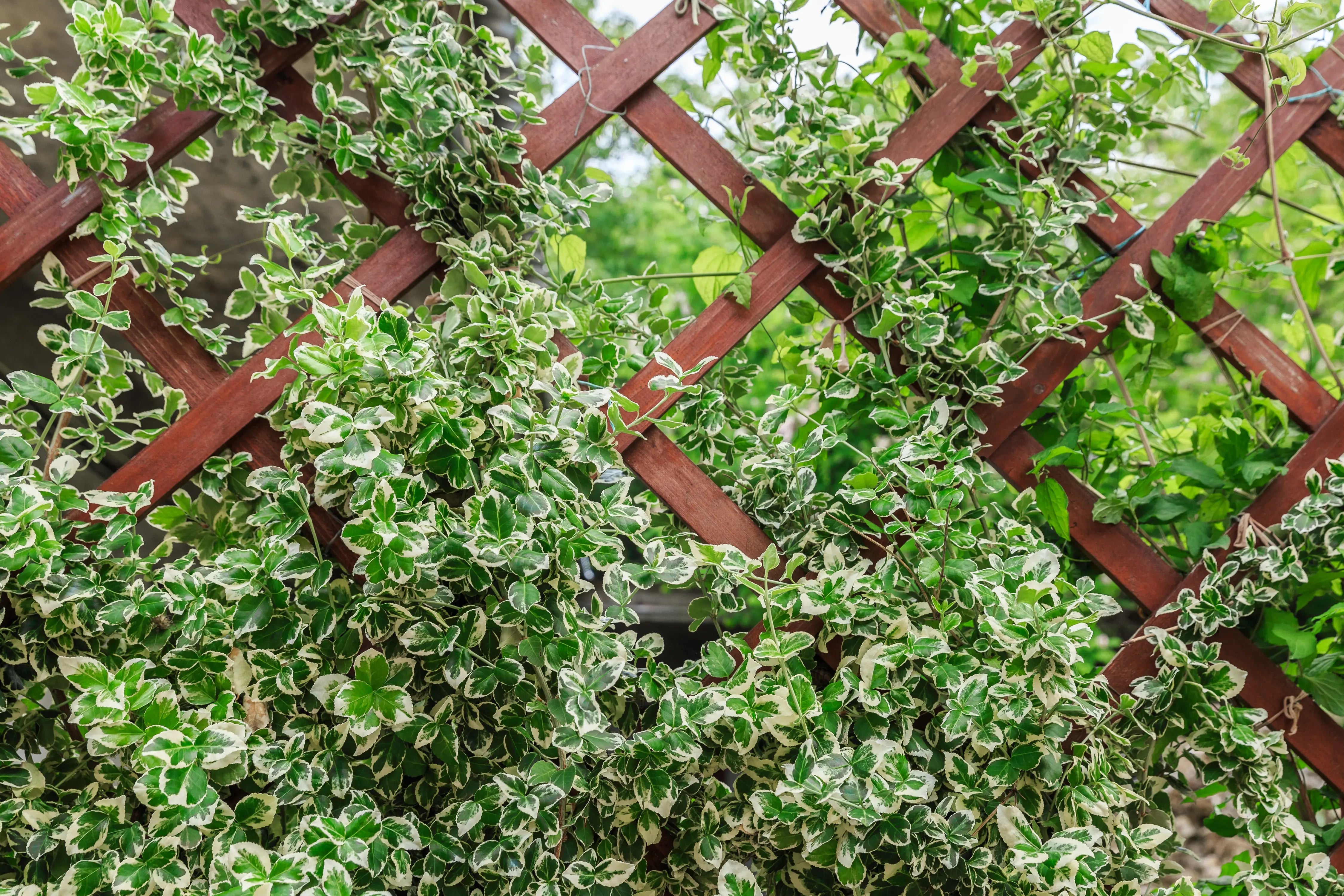 Weißbunte Kriechspindel Euonymus fortunei 'Emerald'n Gaiety' als Staude, mit grün-weißen Blättern, von Stauden Gänge.